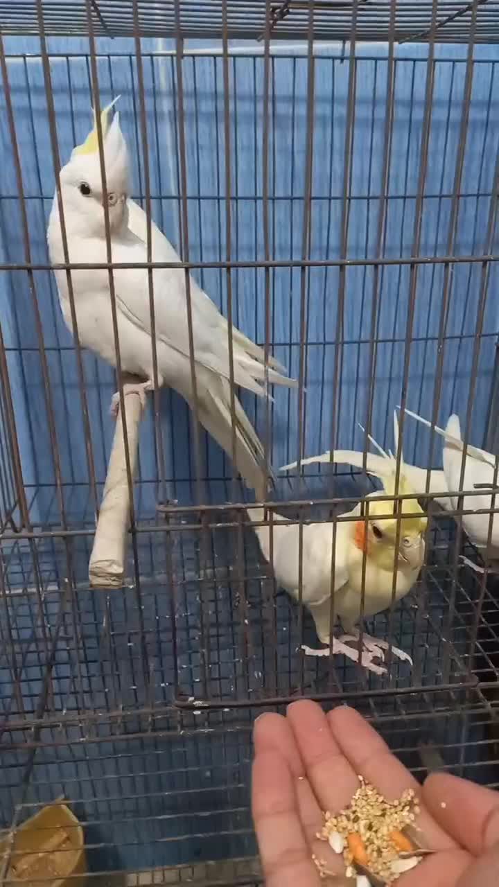 عروس سلامت|پرنده|اسلامشهر, شهرک مهدیه|دیوار