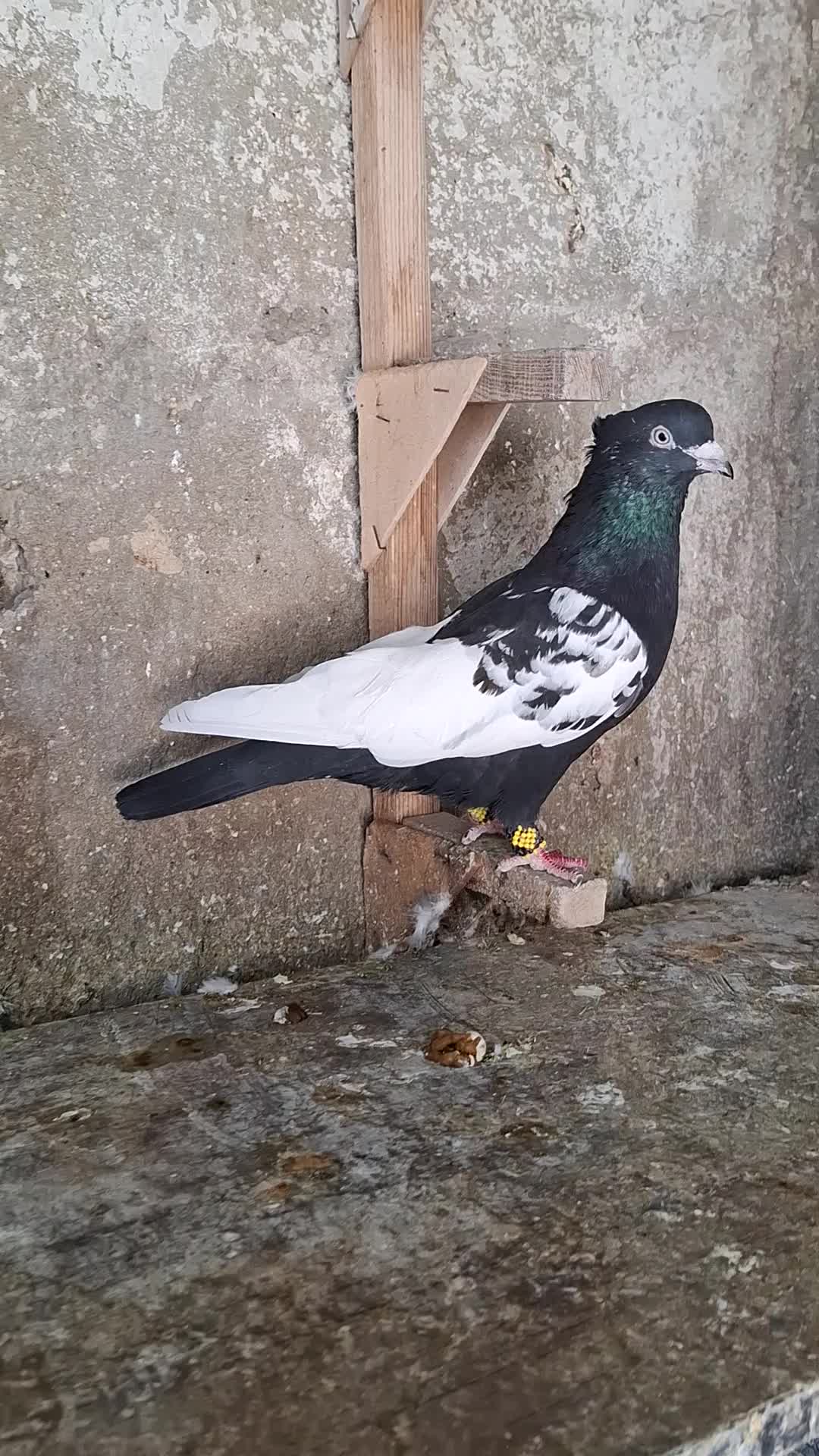 کبوتر سینه ای|پرنده|قیروکارزین, |دیوار