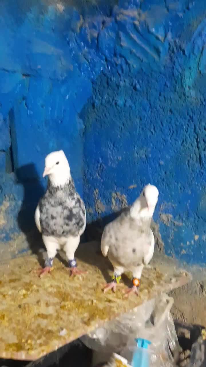 ۹ عدد جوجه طوقی هیچ پری تا ۱۰ بند انداخته|پرنده|یاسوج, |دیوار