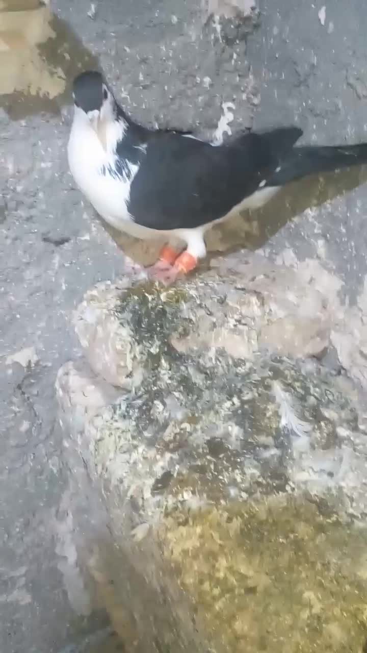 چپ سیاه|پرنده|مشهد, امیرآباد|دیوار