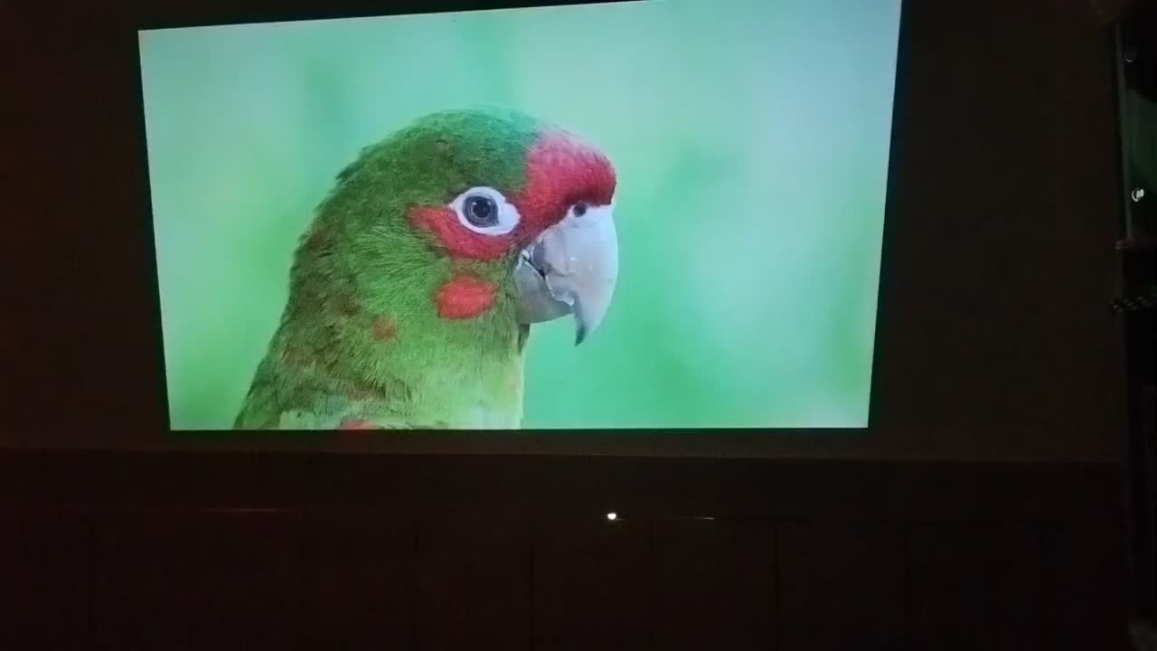 ویدیو پروژکتور|تلویزیون و پروژکتور|مبارکه, |دیوار