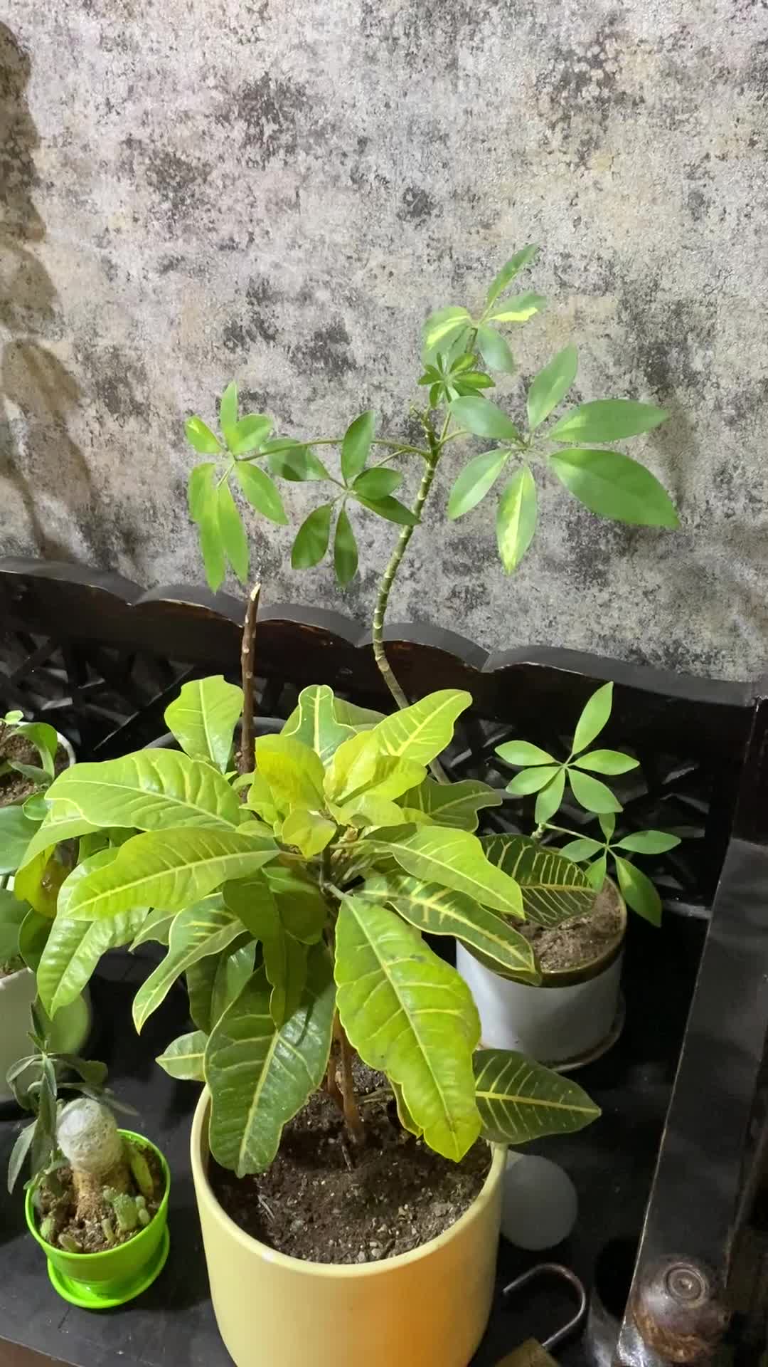 واگذاری کافه قهوه با تمام تجهیزات|کافی‌شاپ و رستوران|یزد, |دیوار