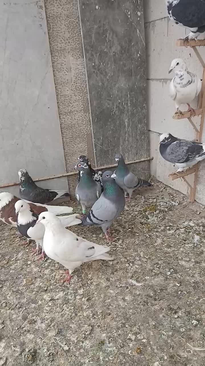 کفتر|پرنده|مشهد, کارمندان دوم|دیوار