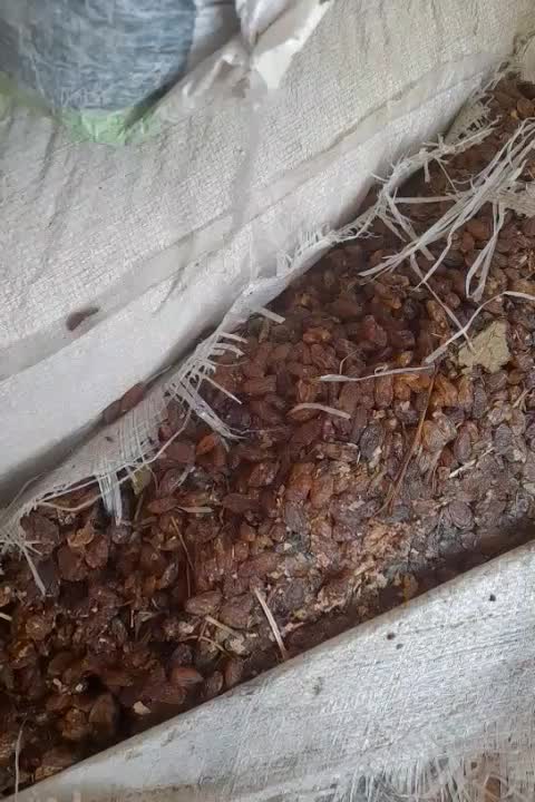 مرکز پخش کشمش آشی خرده فروشی به قیمت عمده|خوردنی و آشامیدنی|نجفآباد, شریعتی غربی|دیوار