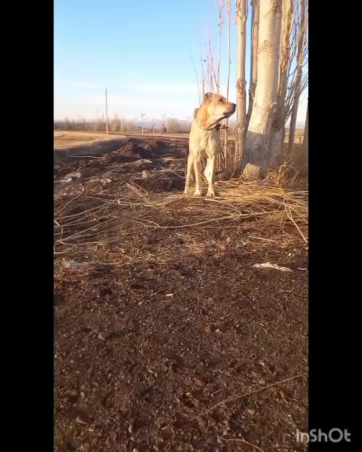 سگ ماده|سگ|سراب, |دیوار