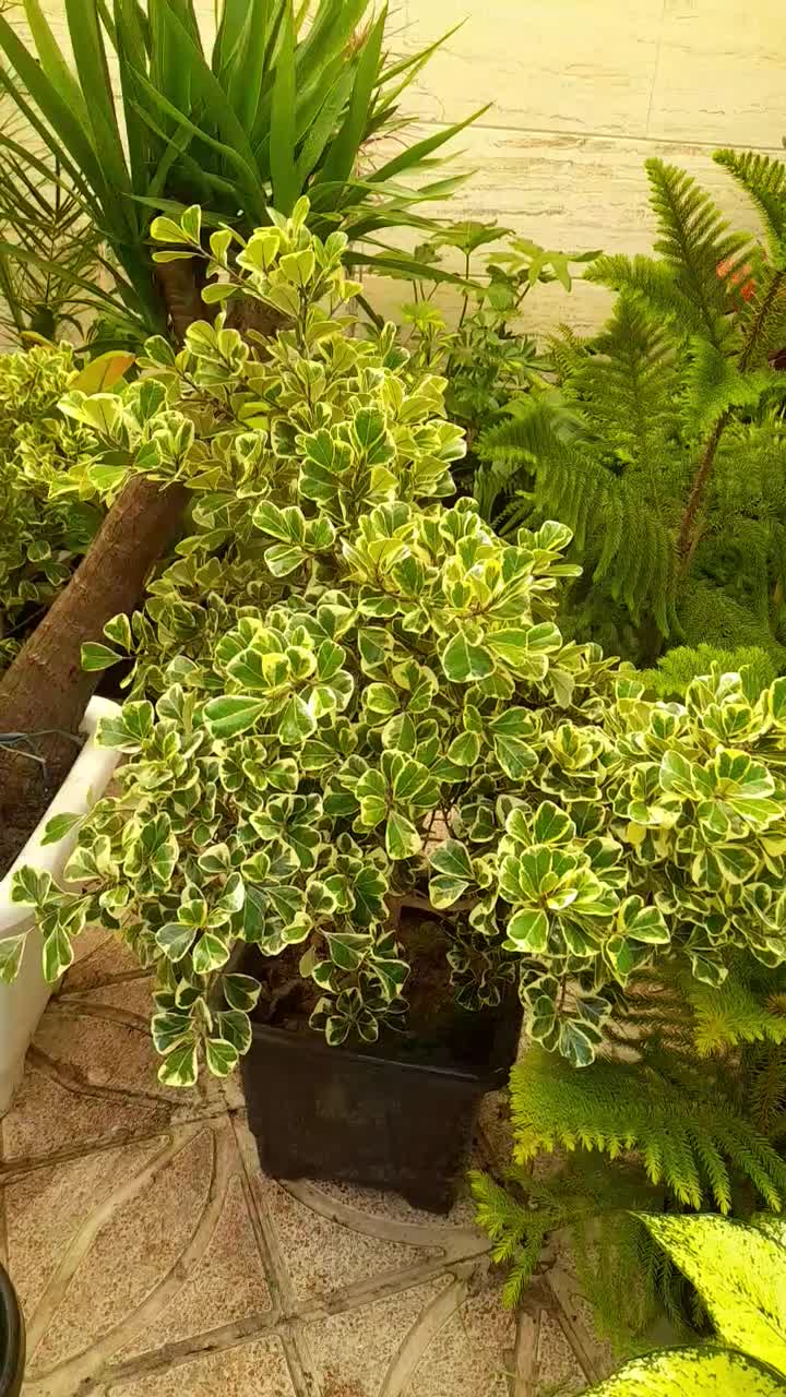 گل آپارتمانی اریکا پر پشت بادوام لطفا ورق بزنید|گل و گیاه طبیعی|تبریز, |دیوار