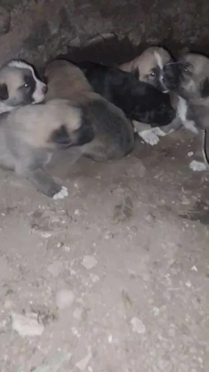 سگ سراب|سگ|محمدیه-قزوین, |دیوار