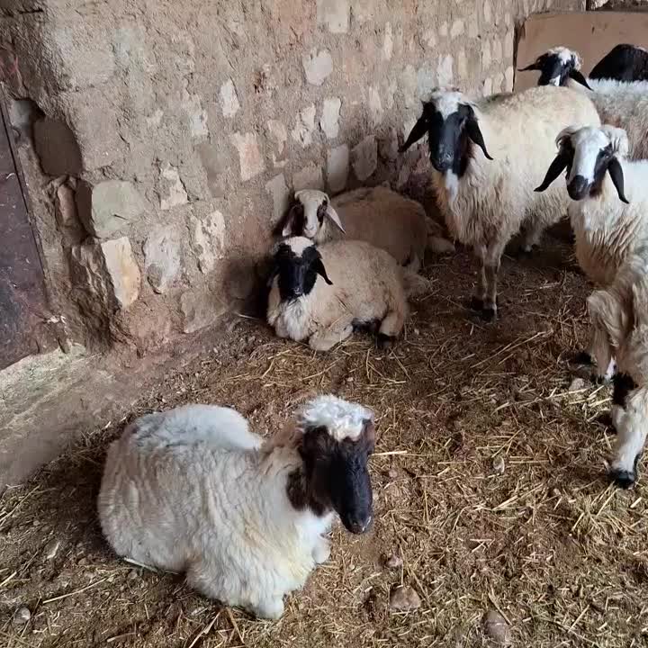 بره|حیوانات مزرعه|شباب, |دیوار