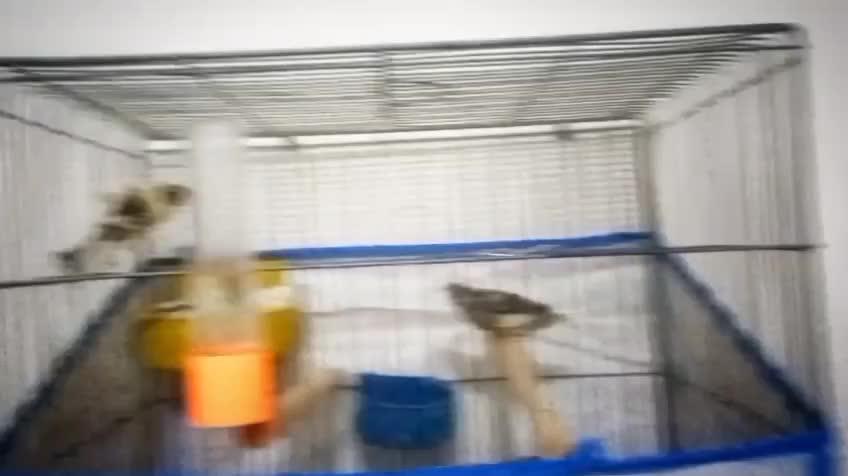 کوتوله مولد وقناری|پرنده|نجف‌آباد, قلعه سفید|دیوار