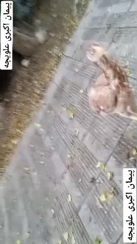 دو عدد جوجه خروس لاری پنج ماهه|حیوانات مزرعه|ساری, |دیوار