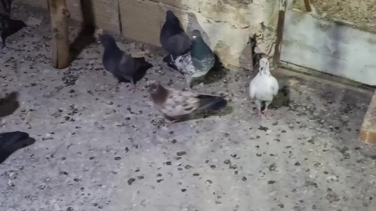 کبوتر پرشی|پرنده|ماهنشان, |دیوار