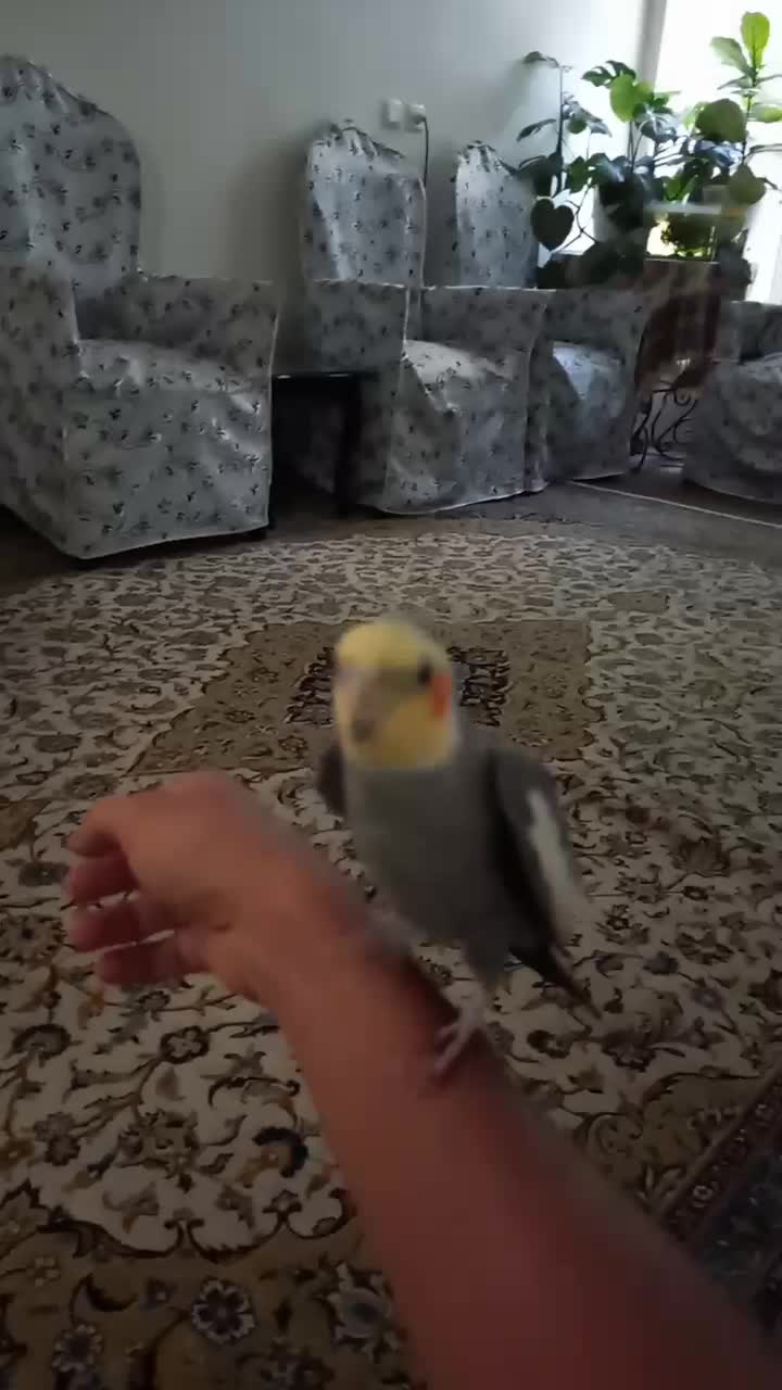 عروس هلندی|پرنده|اصفهان, عطار نیشابوری|دیوار