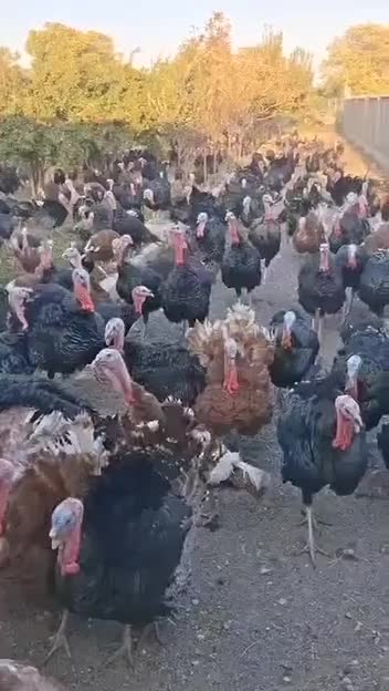 بوقلمون برنز سینه پهن و بوربون|حیوانات مزرعه|دیواندره, |دیوار