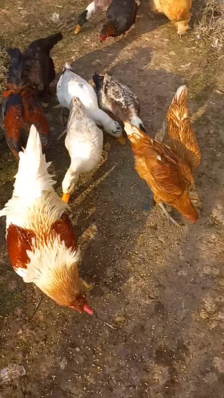 چند عدد مرغ وخروس|حیوانات مزرعه|لاهیجان, بازکیاگوراب|دیوار