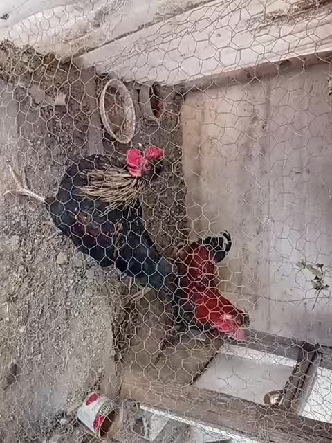 خروس|حیوانات مزرعه|کرج, جهان‌شهر|دیوار
