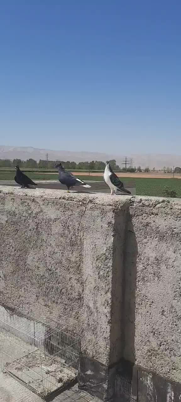 جفت زاغ دم سفید|پرنده|گلبهار, شهر جدید گلبهار|دیوار