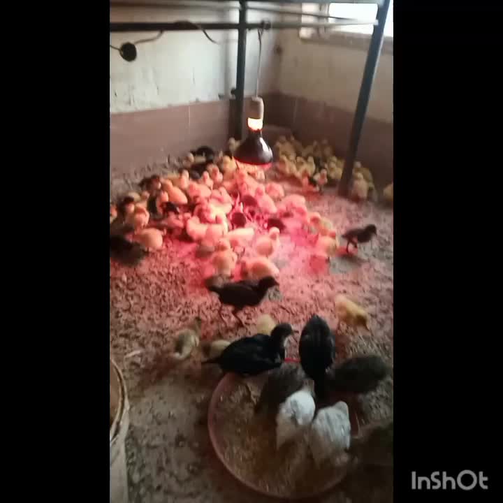 فروش جوجه اردک پکنی|حیوانات مزرعه|چناران, |دیوار