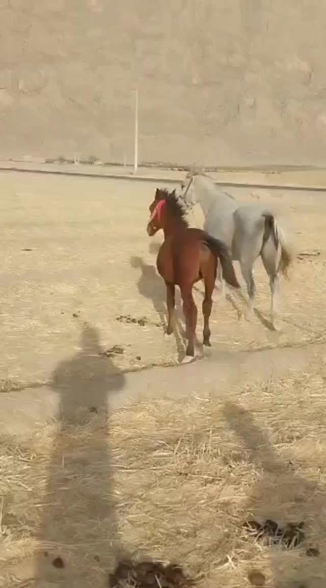 مادیان دره شور همراه کره|اسب و تجهیزات اسبسواری|بیضا, |دیوار