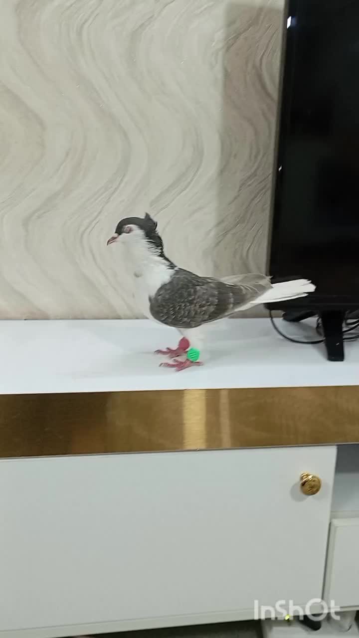 ساده کاکلی ماده کفتر بوم تیر|پرنده|مشهد, مهدی آباد|دیوار