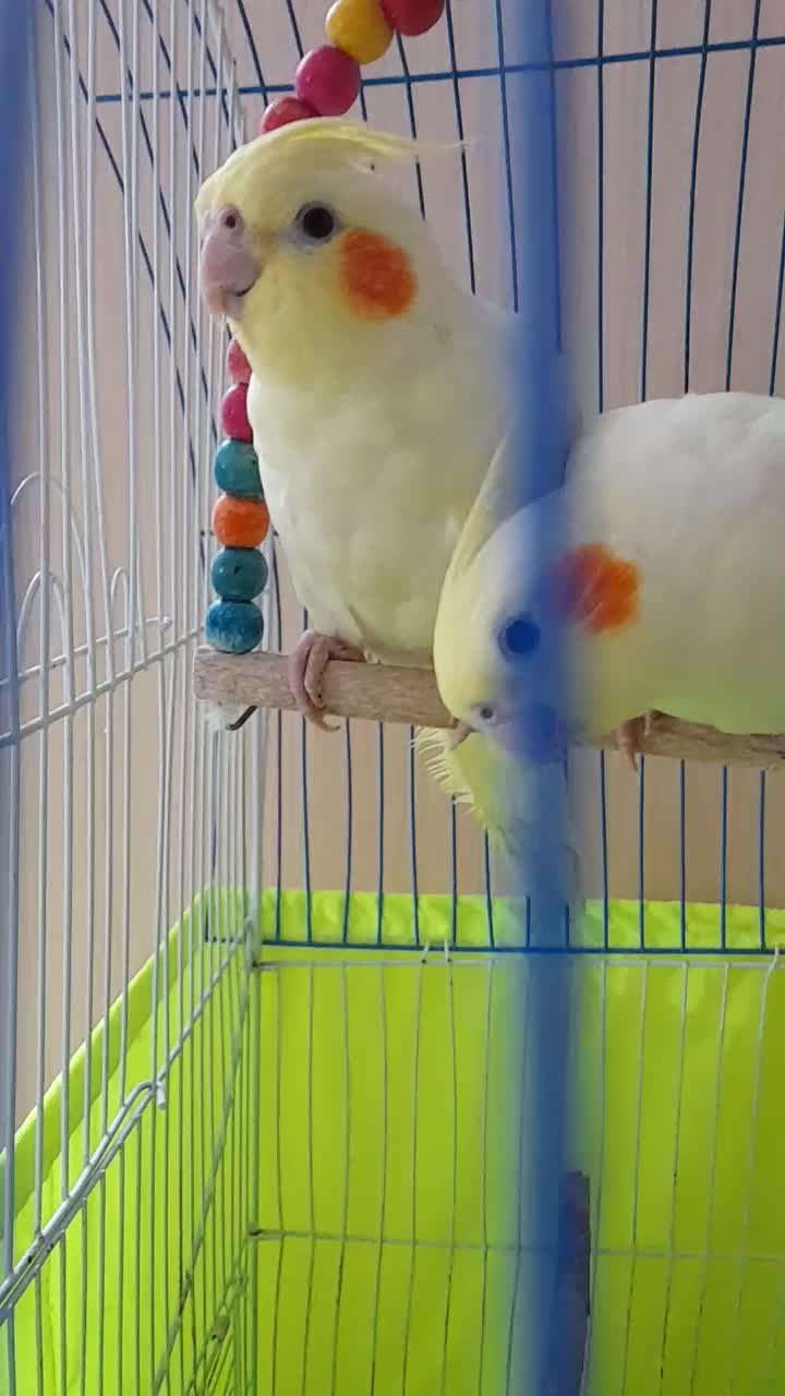 عروس هلندی|پرنده|تهران, امام زاده عبدالله|دیوار