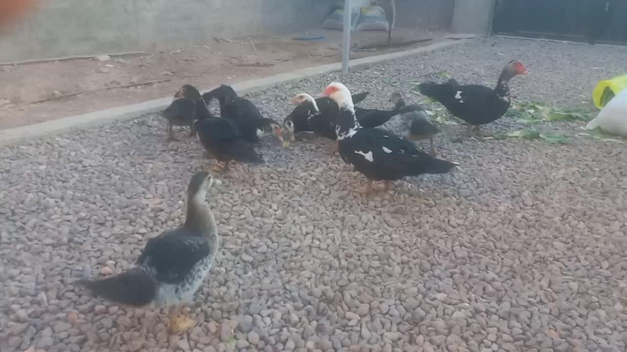 اردک اسراییلی مولد تخم گذار و نیمچه ۴ ماهه|حیوانات مزرعه|قزوین, |دیوار