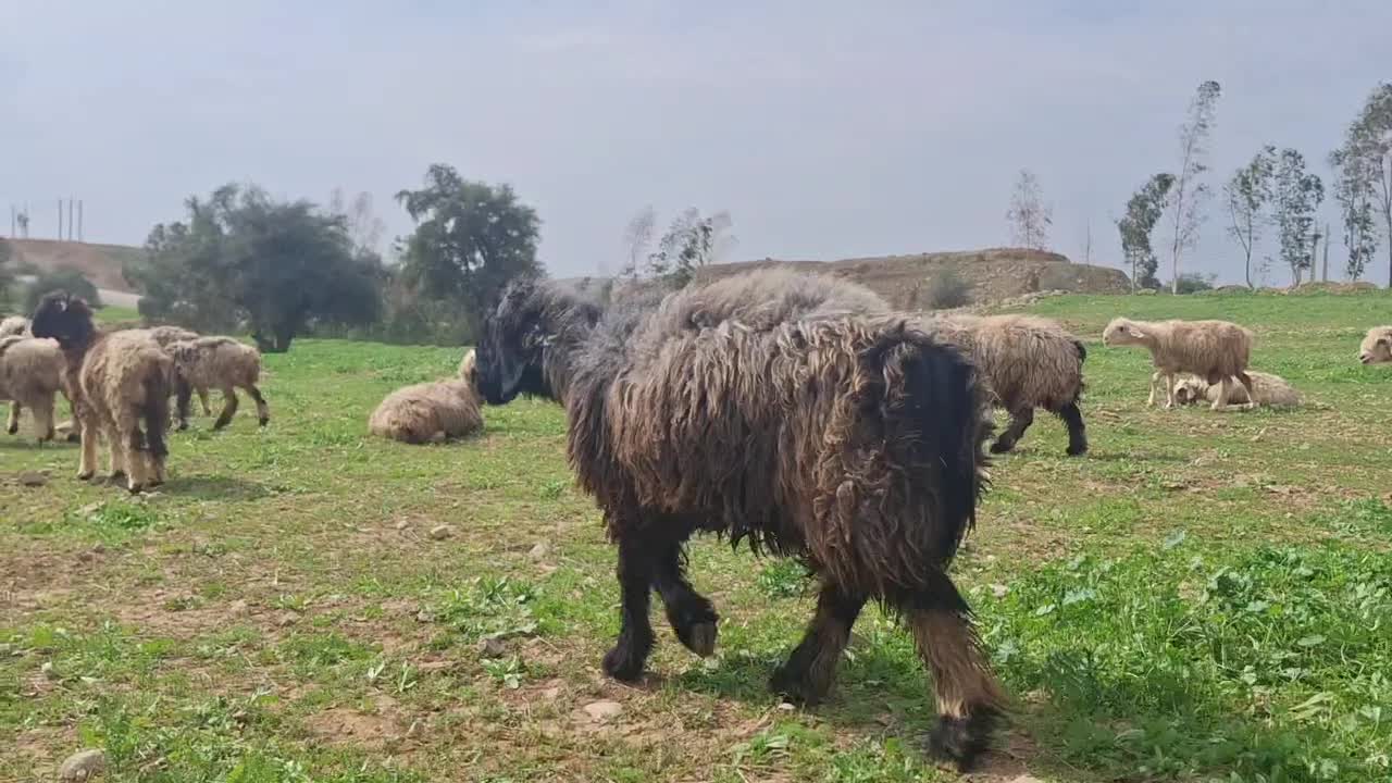 میش ترکی|حیوانات|مسجد سلیمان, |دیوار