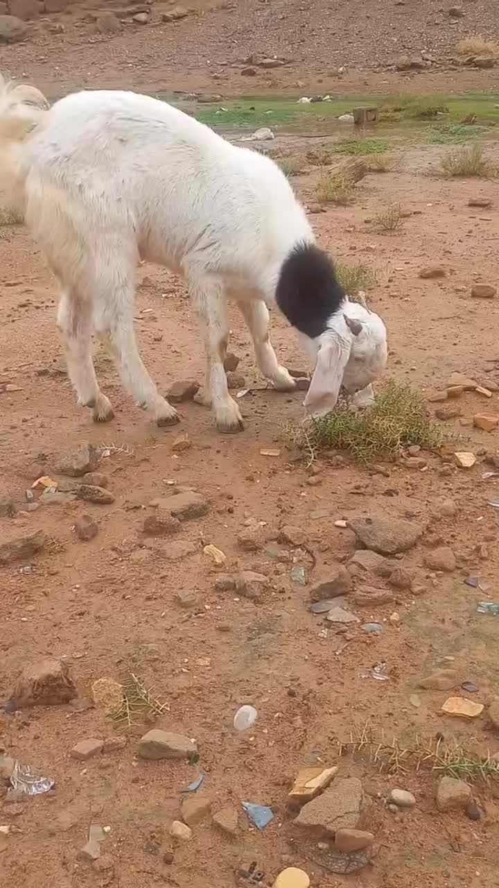 بز نر گلابی|حیوانات مزرعه|شوشتر, |دیوار