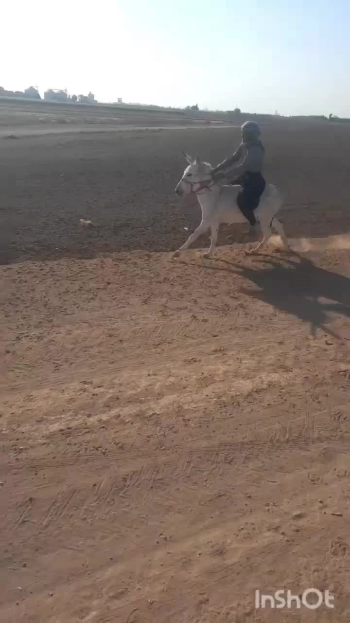 خرنر|حیوانات مزرعه|الوند, |دیوار