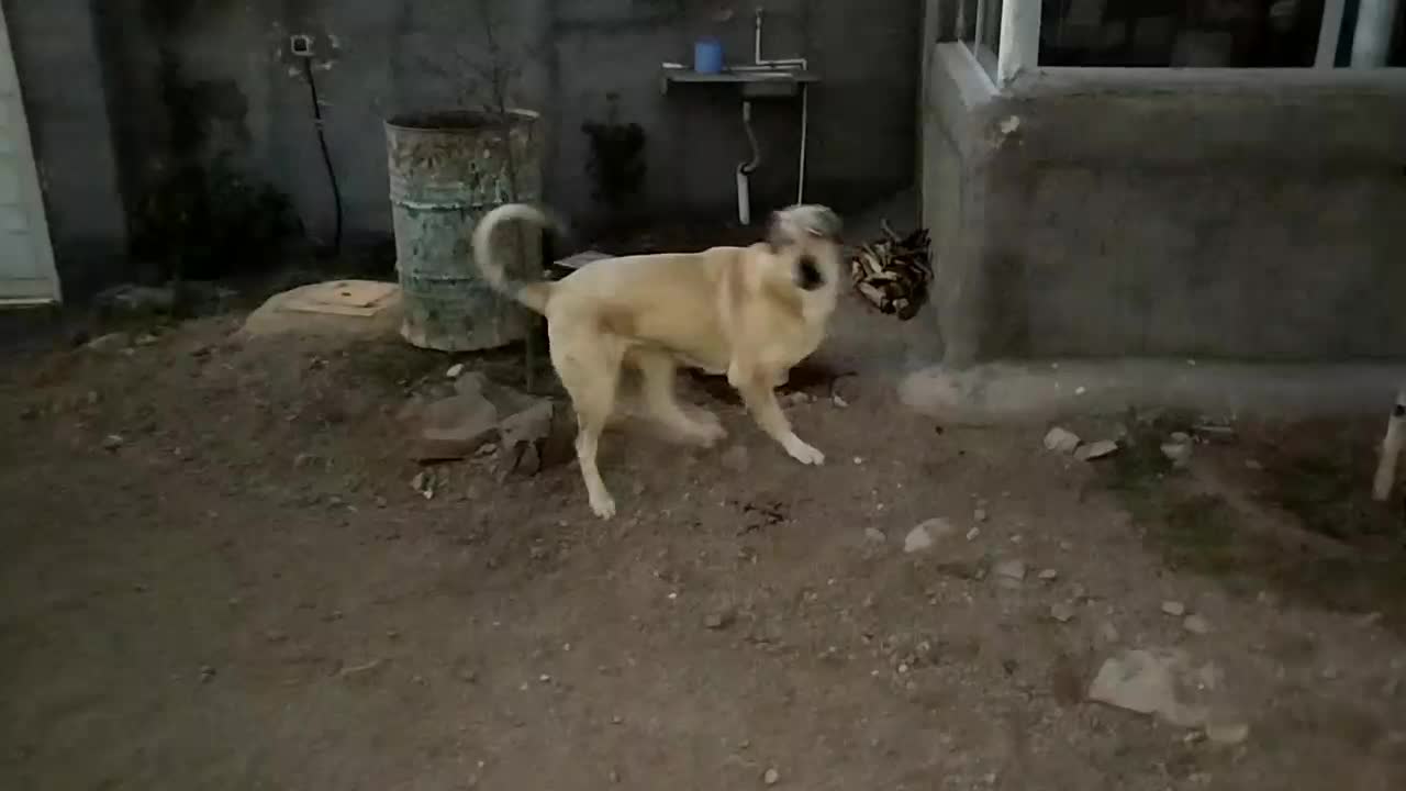 سگ ماده (پژدر)|سگ|زنجان, |دیوار