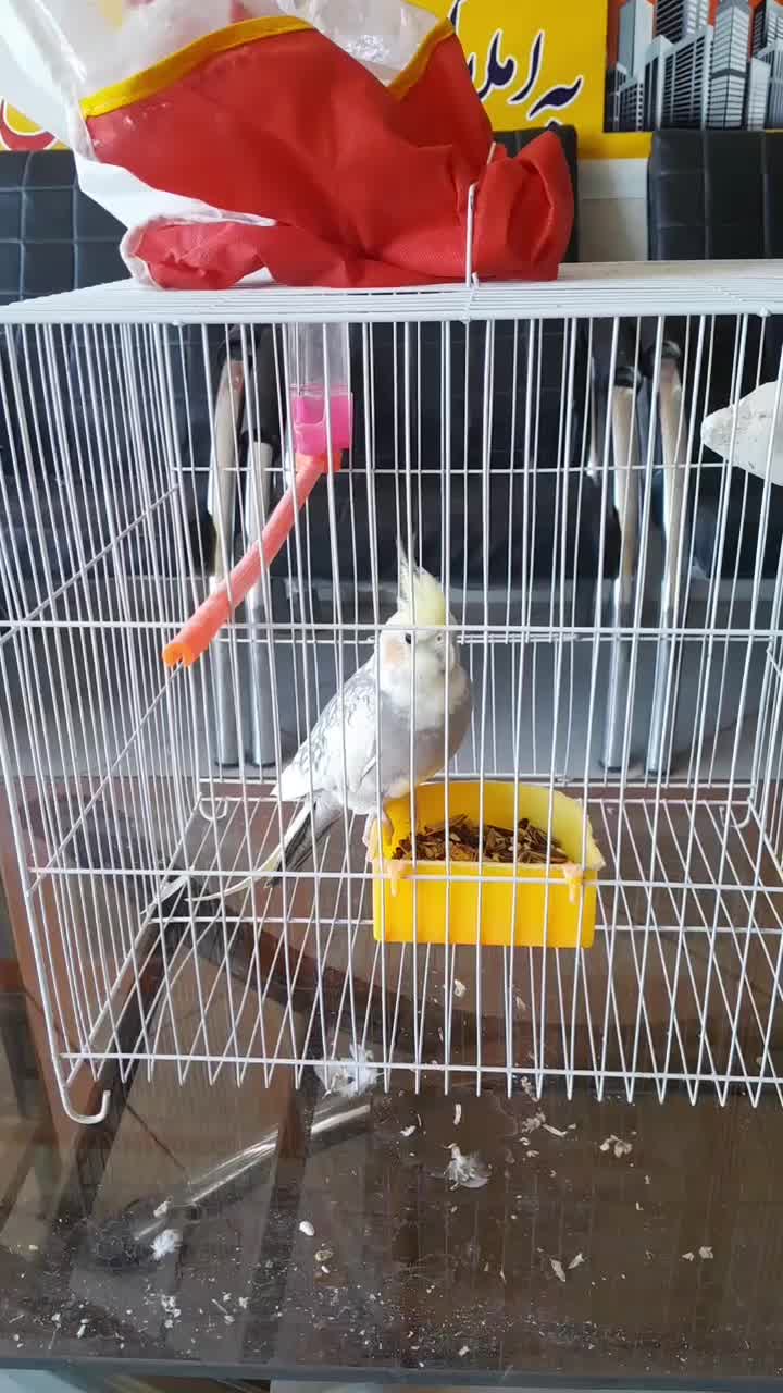 عروس هلندی|پرنده|مشهد, شهرک مهرگان|دیوار