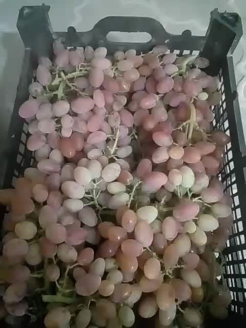 انگور|خوردنی و آشامیدنی|شاهرود, |دیوار