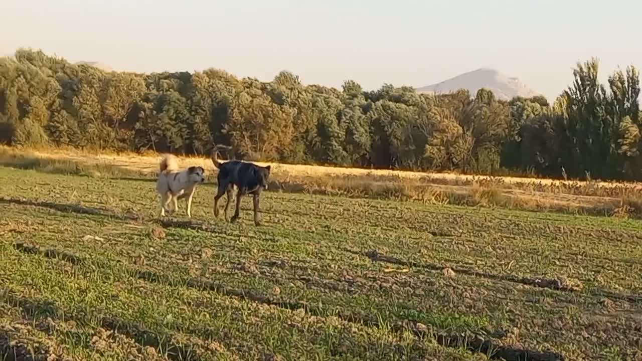 واگذاری سگ افغان|سگ|کرمانشاه, |دیوار