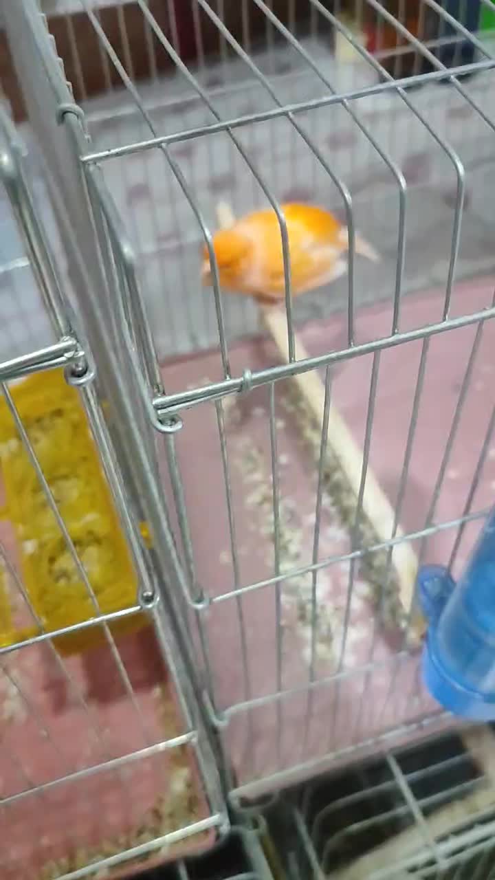 قناری|پرنده|بندرعباس, |دیوار