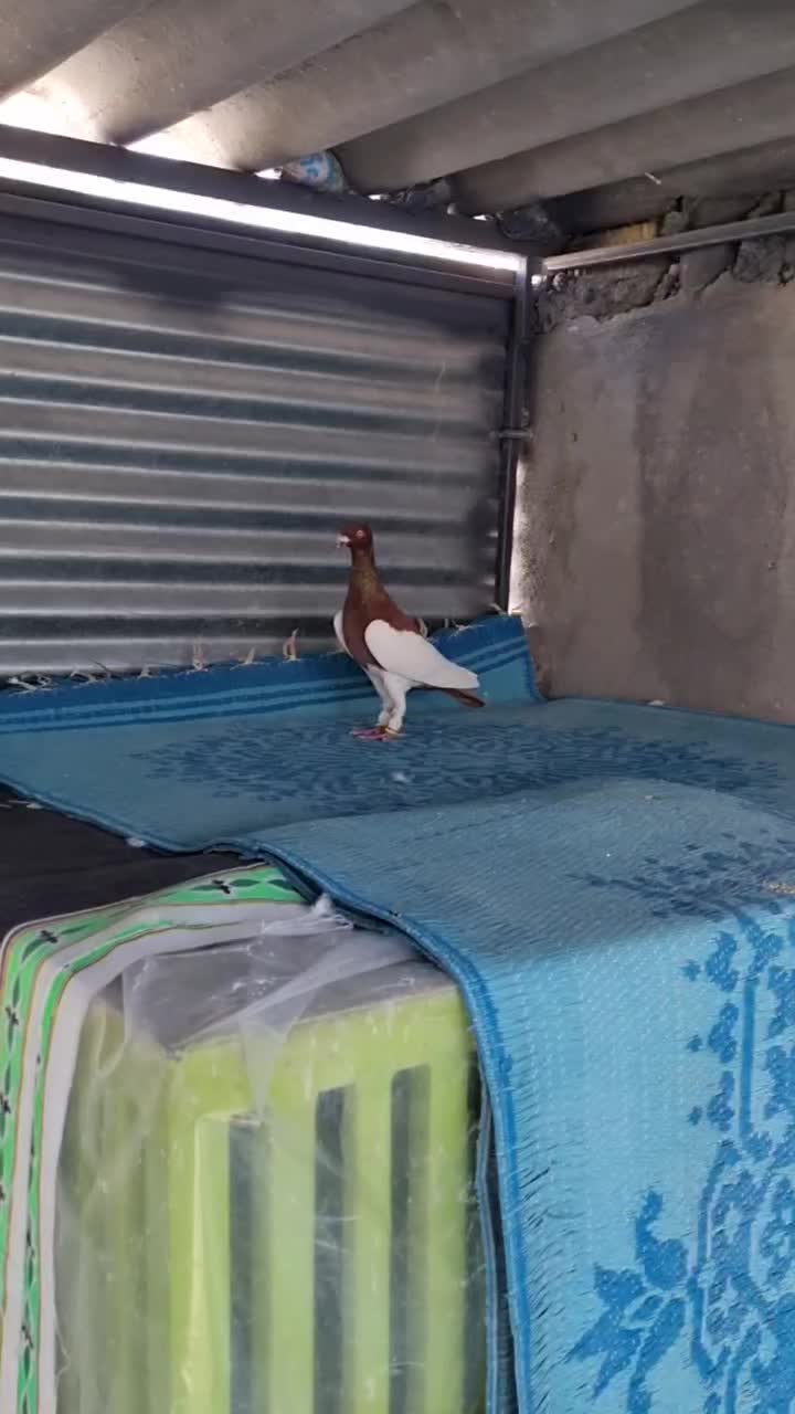 فروش کبوتر|پرنده|شیراز, هفت تنان|دیوار