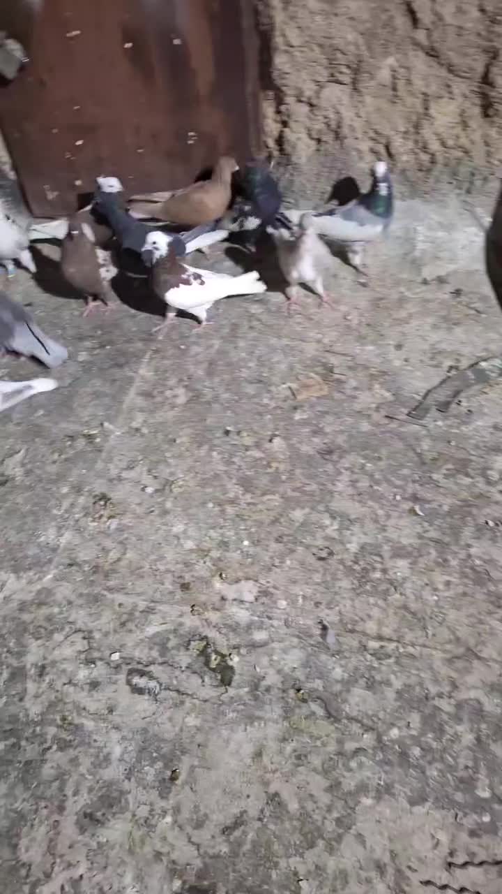 کفتر بهبونی پلاکی قاطی|پرنده|شیراز, شهرک کوشکک|دیوار