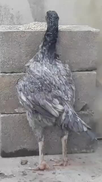 مرغ لاری افغان دنگ بالا|حیوانات مزرعه|تاتار علیا, |دیوار