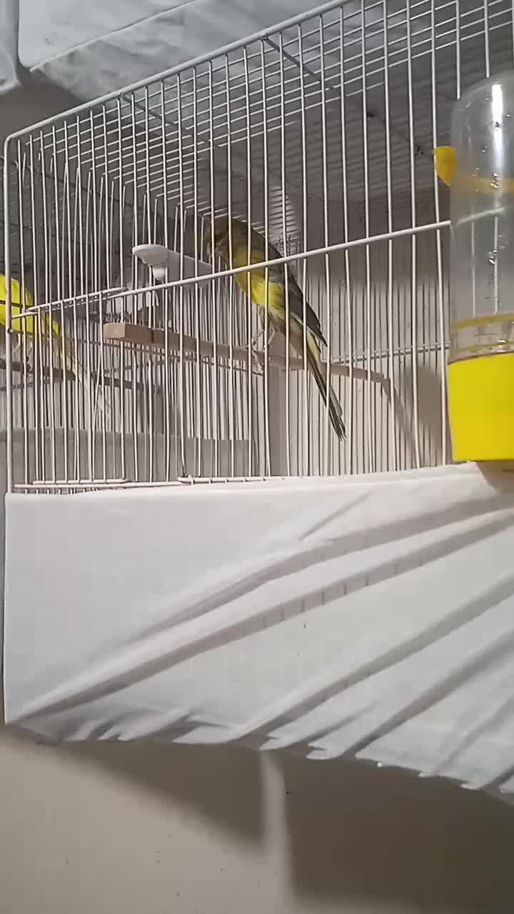 قناری نرو ماده رسمی بلند(شاخص)|پرنده|تهران, مسعودیه|دیوار