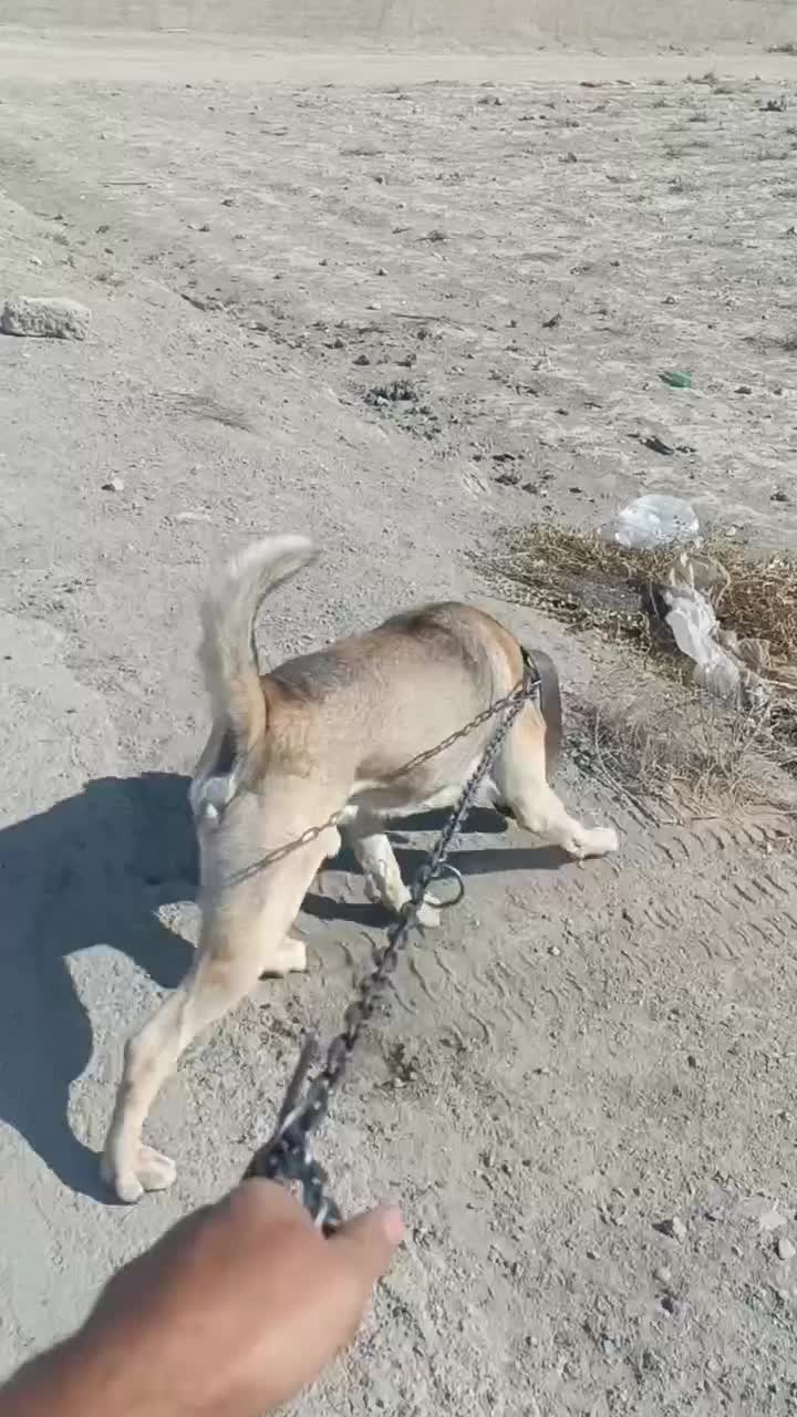 واگذاری|سگ|صباشهر, |دیوار