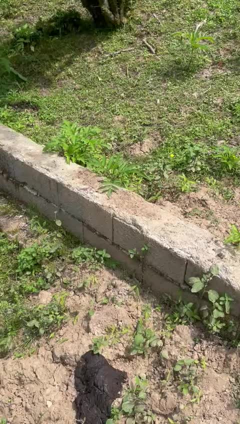 زمین در لوندویل سیرلیوه ۱۶۱متر|فروش زمین و ملک کلنگی|لوندویل, |دیوار