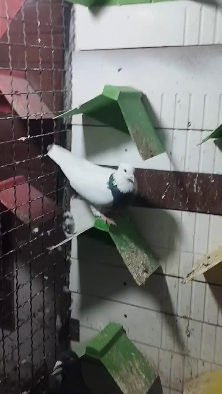 کبوتر طوقی|پرنده|گنبد کاووس, |دیوار