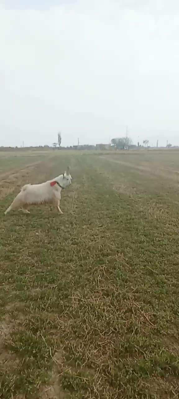 فروش بزغاله عشق بازی|حیوانات مزرعه|گلپایگان, |دیوار