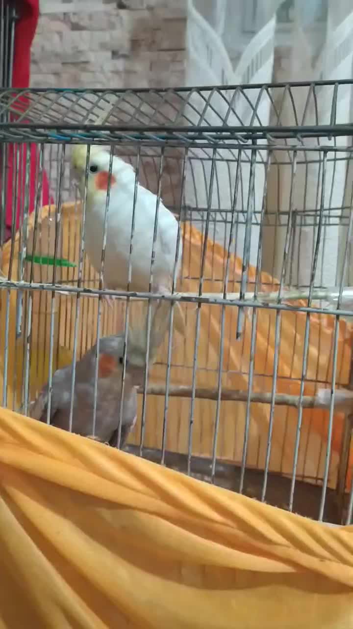 عروس هلندی لوتینو سینامون|پرنده|تهران, کیانشهر|دیوار