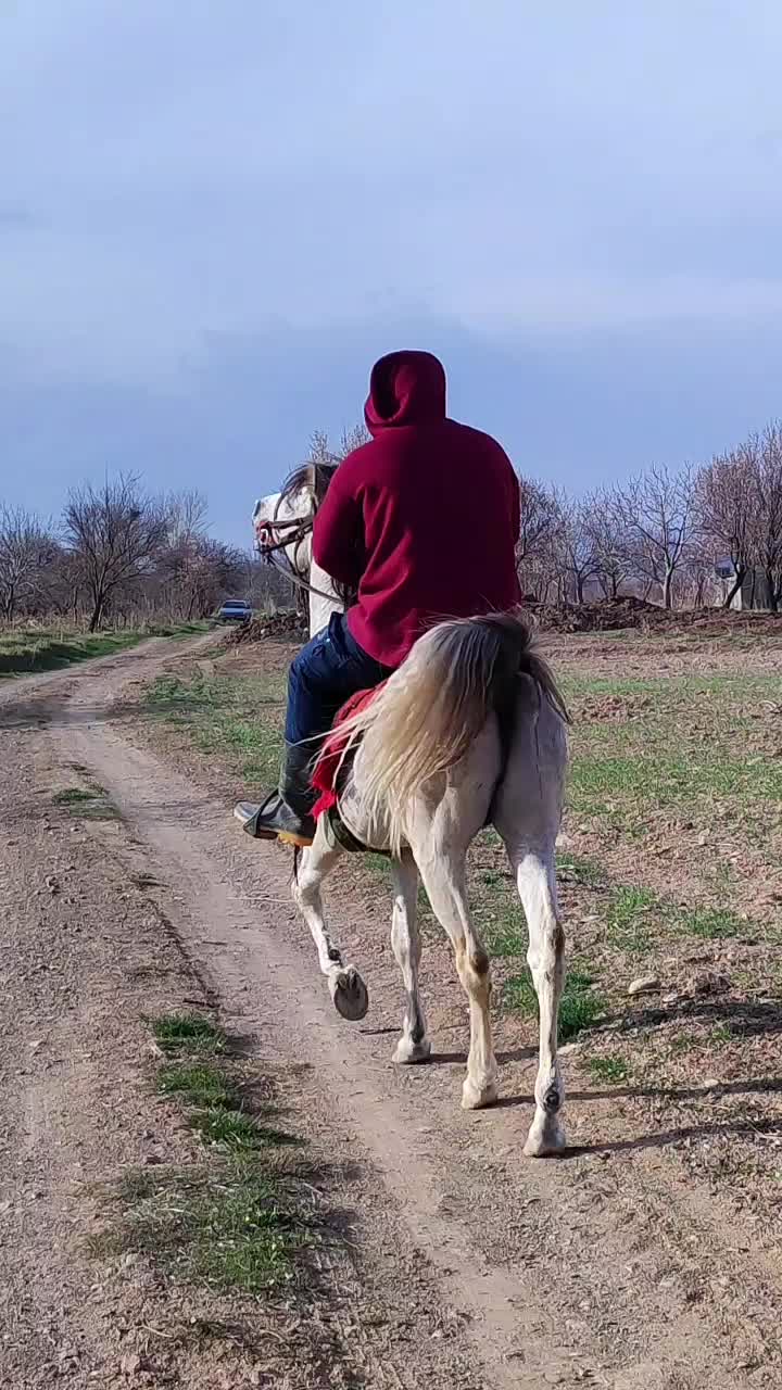 اسب نریان عرب|اسب و تجهیزات اسب‌سواری|تهران, آرژانتین|دیوار