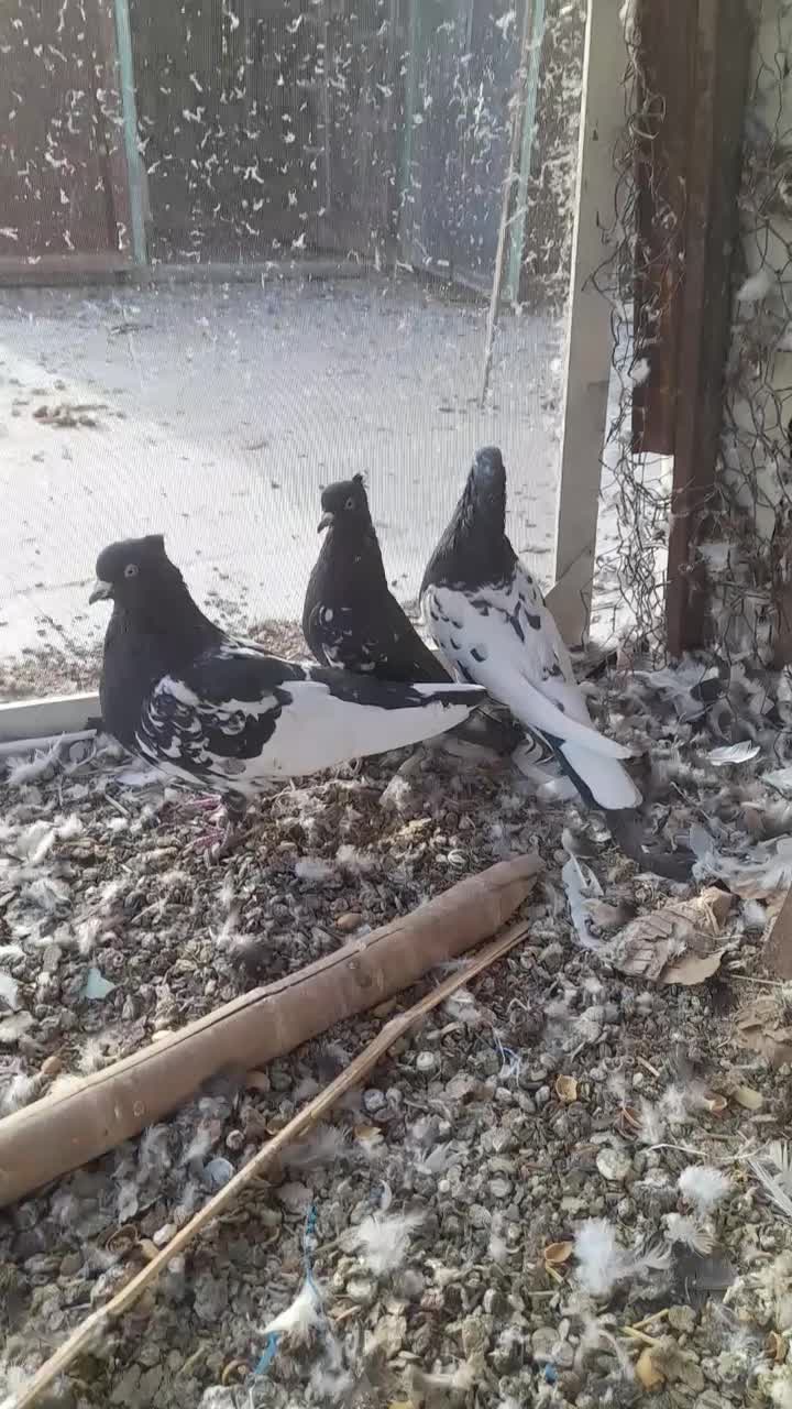 کبوتر معلقی|پرنده|رفسنجان, |دیوار