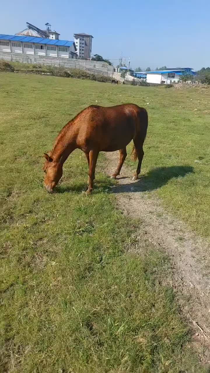 مادیون پونی پنج سال قد 95 سانت|اسب و تجهیزات اسبسواری|باقرشهر, |دیوار