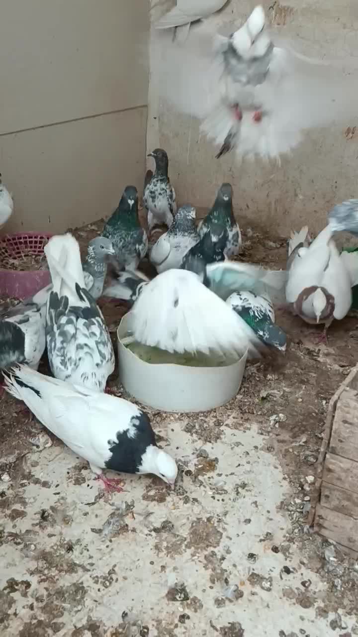 کبوتر|پرنده|بندر ماهشهر, |دیوار