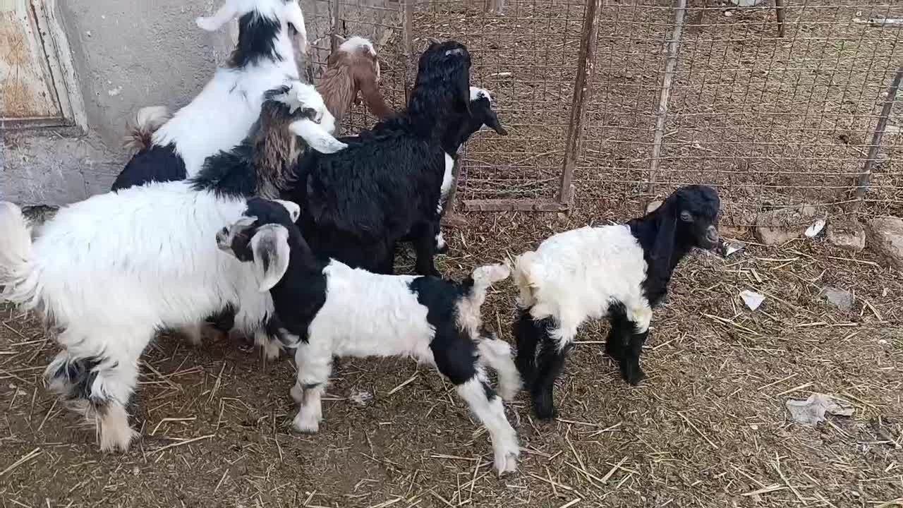 بزغاله|حیوانات مزرعه|جعفرآباد, |دیوار