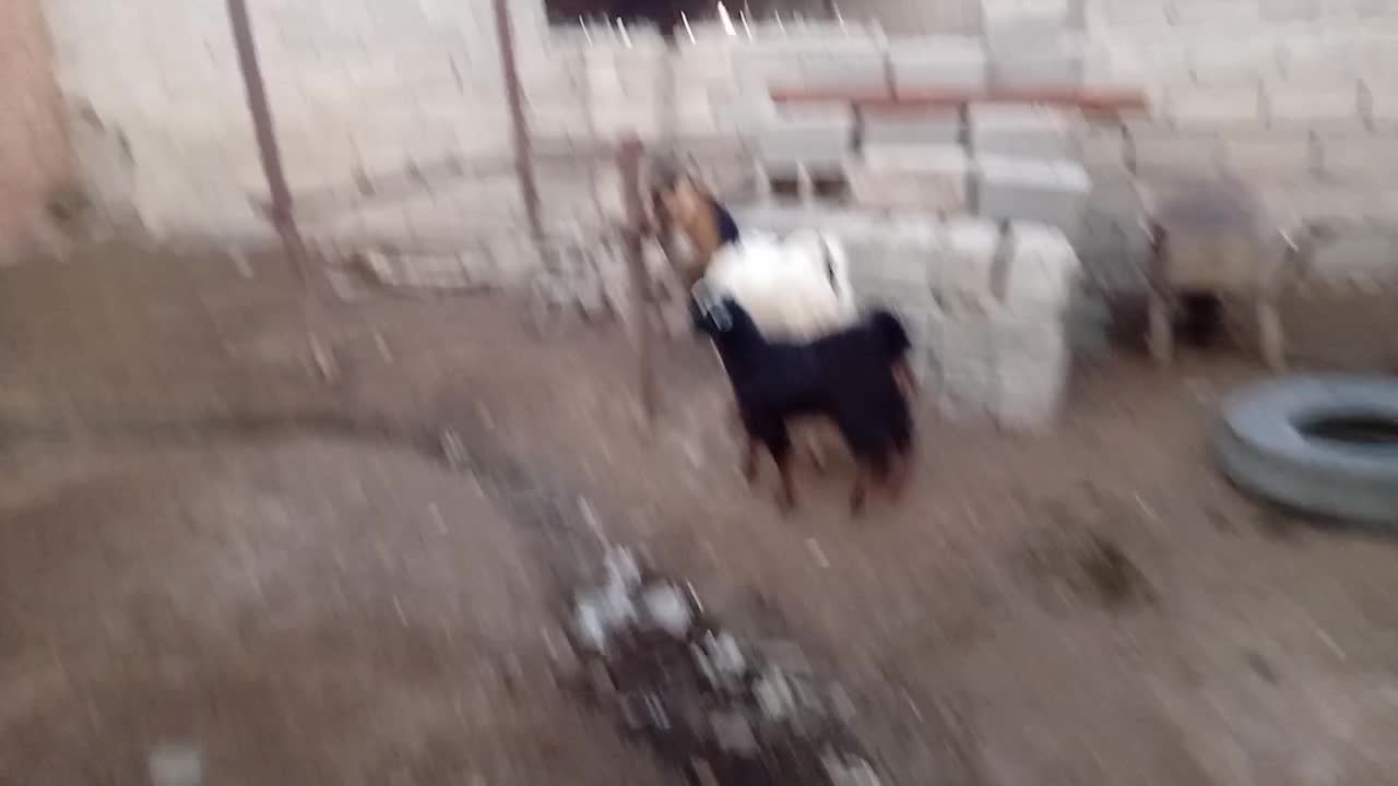 بزغاله|حیوانات مزرعه|خان ببین, |دیوار