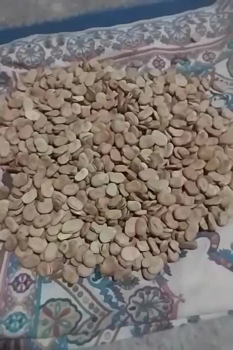 باقلا کشاورزی|حراج|نوکنده, |دیوار