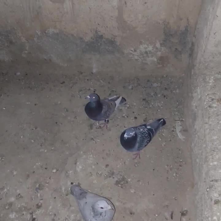 کفتر|پرنده|همایجان, |دیوار